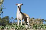 WHIPPET 097